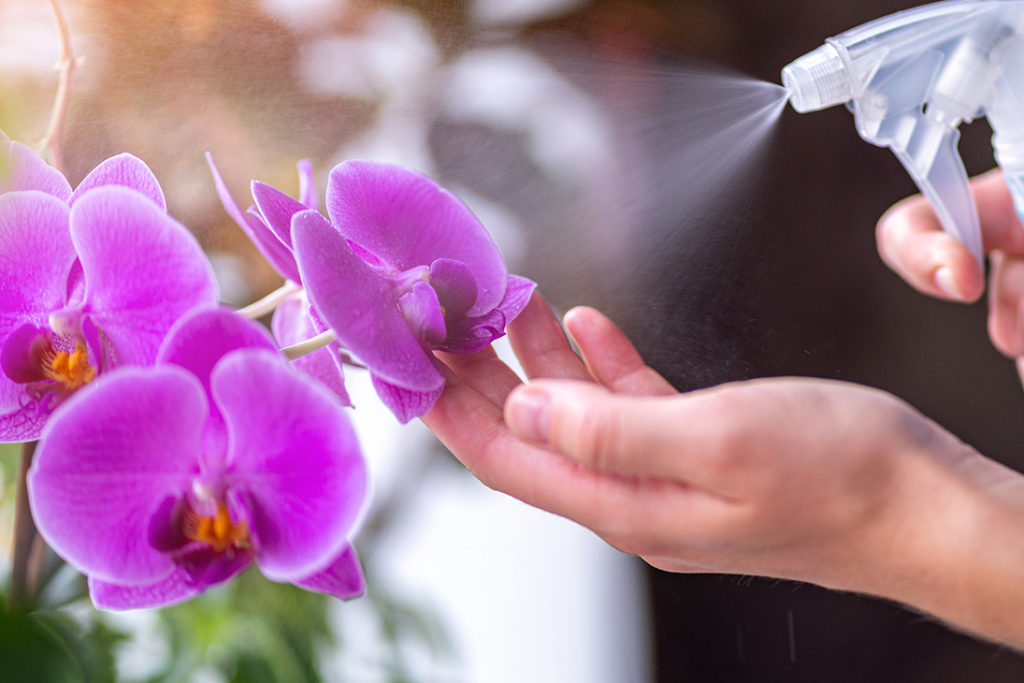 Misting orchids